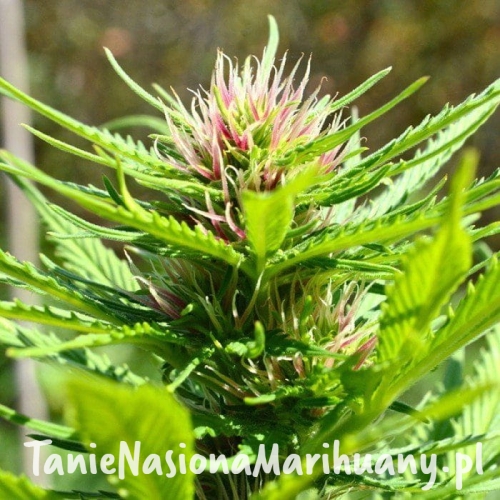 10d11b5519a3019d3522ad3391c89aad