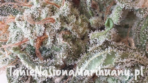 112128a0ca960a5a5568db4162c3e868