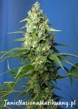 119b7b42a8f8b2530a063d78822b0b7f