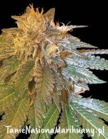 119d8b8d5e095ed2185ca46e1e4f4821