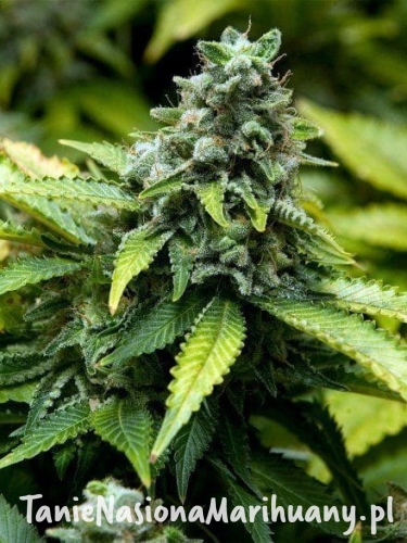 12000d54f581fbe95c0559a3a58ebe0a