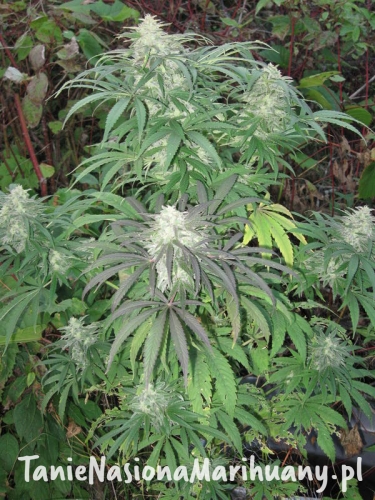 12034d3d1155bf0fdeab1f40d2400275