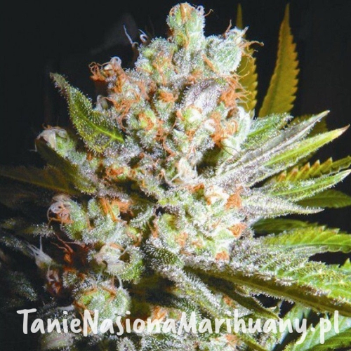 12206c3082055b28b713fa2fd546b177