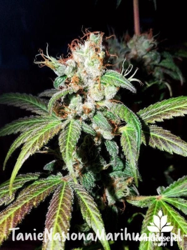 12cdbd4ede42c428a6abe1e7c622bfb0