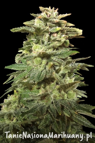 12e076e387a0f5a0a6e2d1c170fffd1c