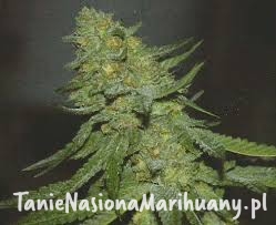 13df8cdca89f47bbb166675e692895c4