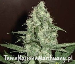 13f72542c8eaecea21ce9bc3967f06a2