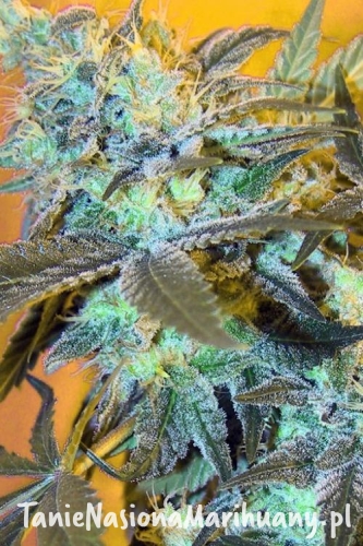 143b04794680817a32634bd3f6a0b285