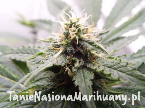 145d7832c464babb6f86b6035c903c32