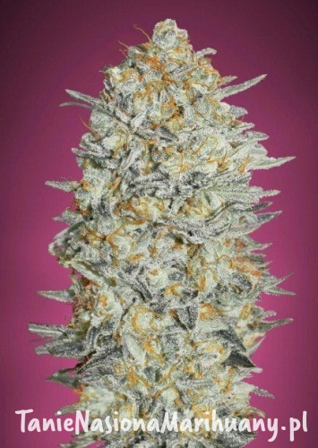 14a465c046e24dc588a08d6b80d83250