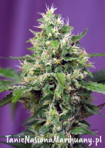 14ed73d7c06863aaed14ca6a4feeee4a