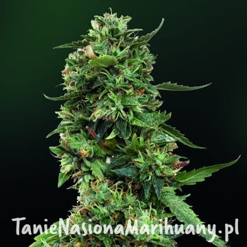 15364da15a1c01901a59b4b726903bca