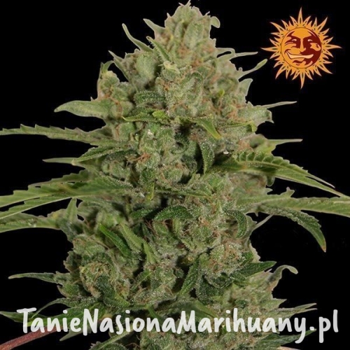 1564cb6f723dc57734b689c9a3b05588