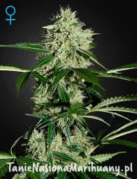 15c746b888c0776f8936f41f36dd5efa