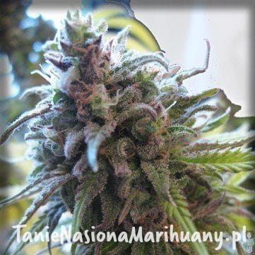 1605e011a1e1989f11ec957346038535