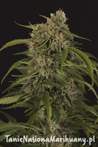 1689a04fd5c73feccb980b1ab7fcf8db