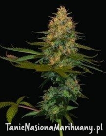 16971b7c32738062d2c3d1fed024a934