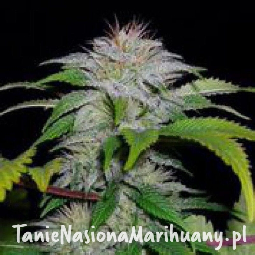 16a9604033f825d61f4f3faeae1b412a