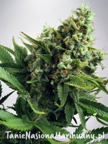 16e2ece0311d762c83051f410350d8ab