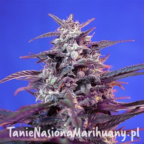 16fd7adc17632d707c0681401121cf2f