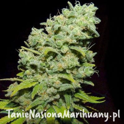 171d3a05f822037abc5e75d8e2dda491