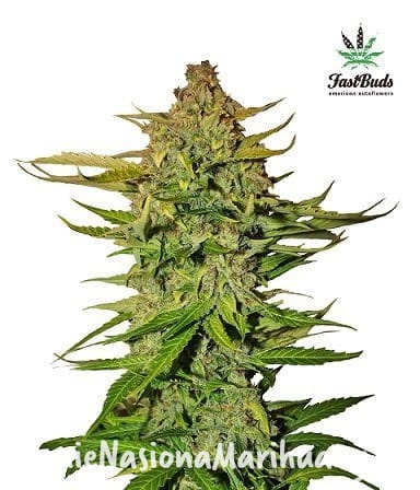 17fc5358a37ba83b43266ad2115ae351