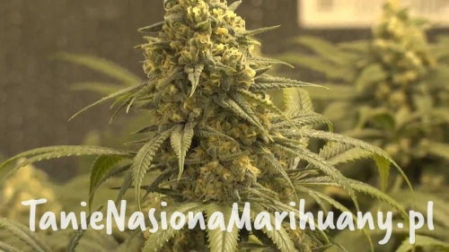 183ea38dfa12b174b47122611af5e3b7