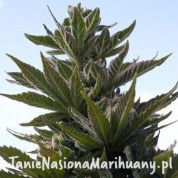 18445e6ba6e47c83ebcfedfb44f1a605