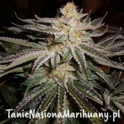 185bdae4b7b1794834cc49040580856e