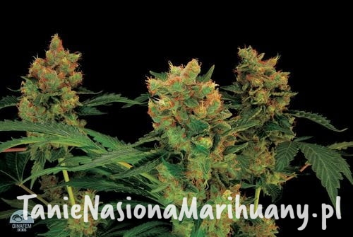 18965282b3d4b6c39f0c1fe5dea95f2a