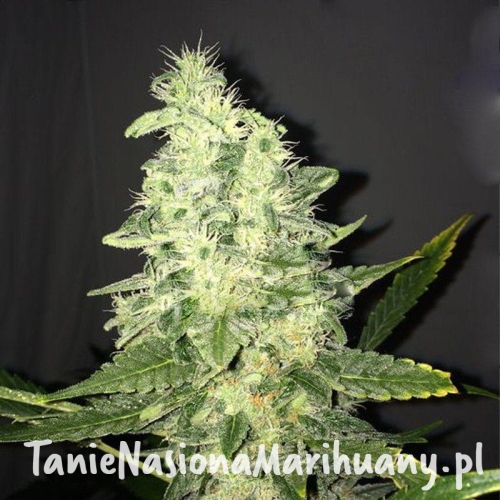 18fc33e4e89f62cd7ea78300e3ca515c