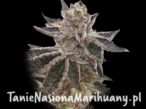 1935fc1056c01ec19ff485a5a5304c99