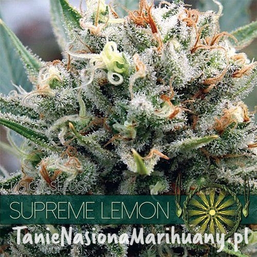 1987b5e01396c49d75cdc26996ecc9a8