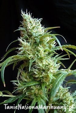 19dca64b63825dc07ab49bca53d4d86a