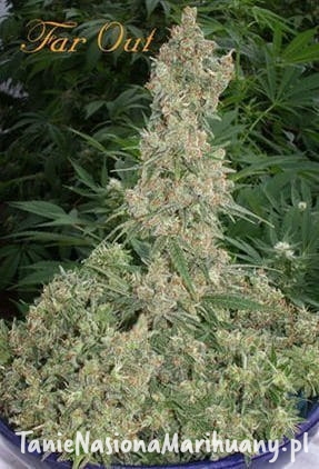 19f34aee1e5f46922a690fc43784f05b