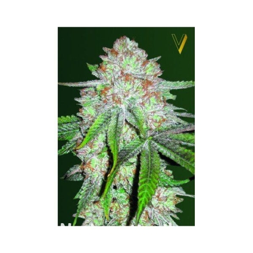 19ffaeae148892c9525d383094ae5c4b