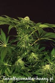 1a0437571390479cb07b40b600e21d9d