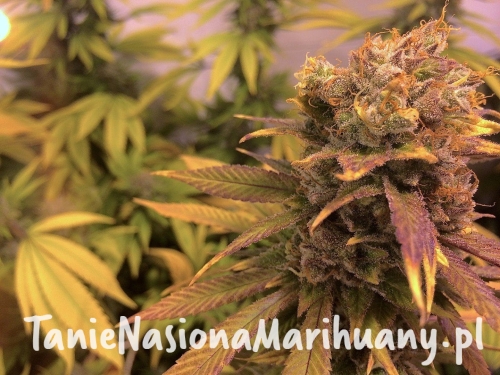 1a04d274c1d0d4445e2067d9e4a6b2e9