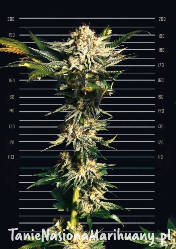 1a2926d8a69c3748dac57f58f87db645