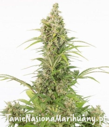 1a67d78ebb8eca6404baf60fcdefbdaa