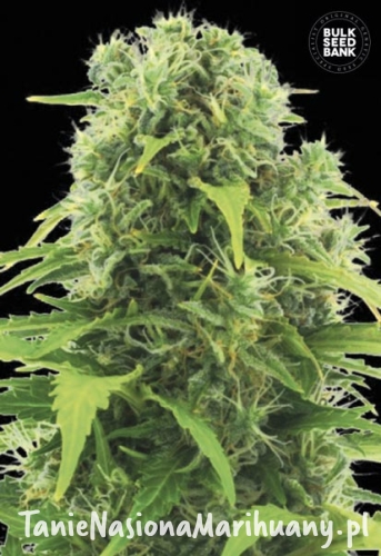 1a9f14143529e742278297f798f69350