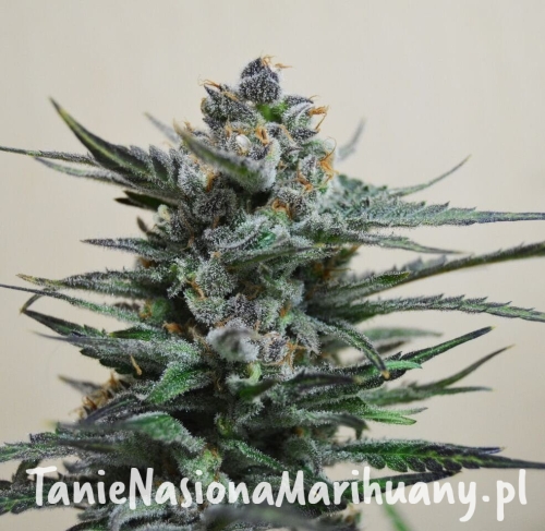 1abdd367f35ba409cc34c30cad19432d