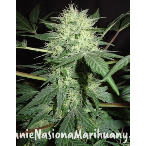 1af481ad36256289ab2d584d8ea9a1ea