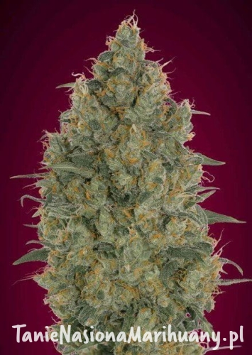 1b2d27dbbde87dddac8aaa7395438653