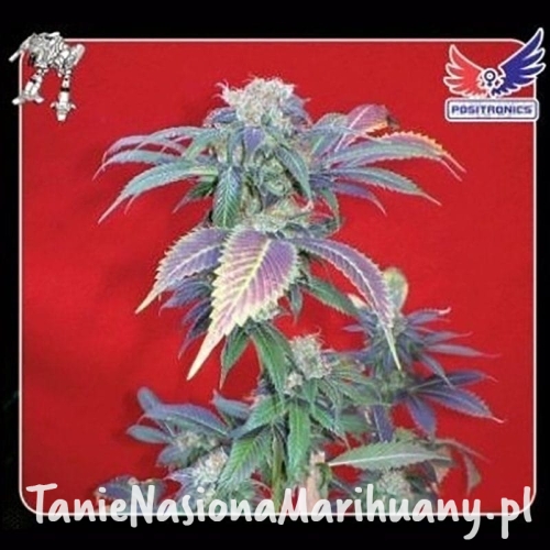 1b924cb65f1cb24f98a48cfdf7fbac73