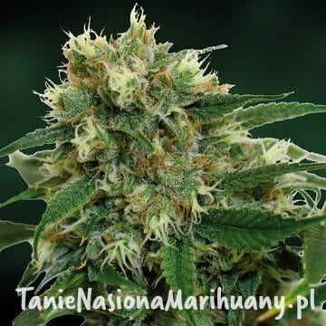 1bb64a0973d9f61ad76e7110a6720647