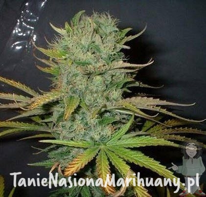 1cff46d6b9c93424d43b11d157f591c8