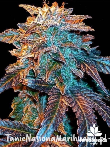 1d8dd723879c78cc0ea860e848b12af6