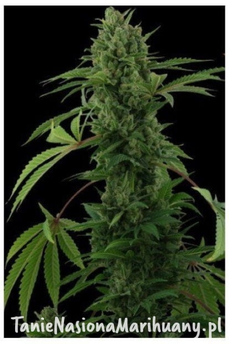 1e07b535d3733f1f7d71a27a2119f959