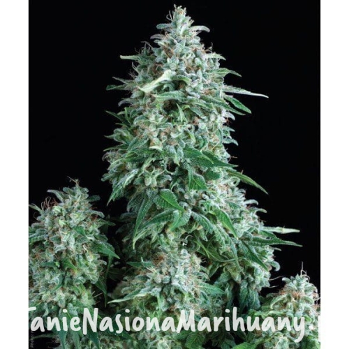 1e48c1d70b14b85b5fe0c912b555d389